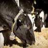 ES atceļ piena kvotu sistēmu – kāda izskatās gaidāmā nākotne?